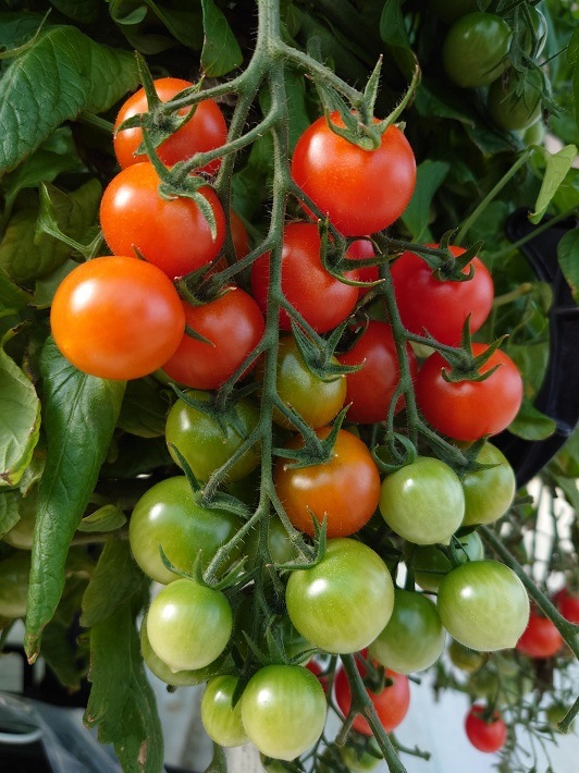 フルーツミニトマト イメージ
